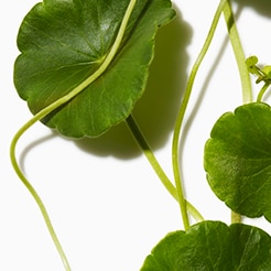 Centella Asiatica