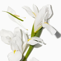 Iris Florentina